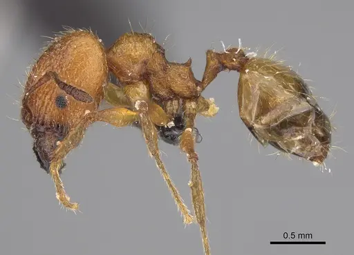 Pheidole jonas - CASENT0146955