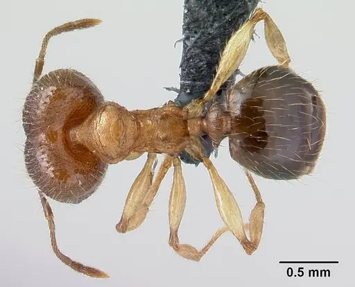 Pheidole jonas - CASENT0146984