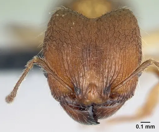 Pheidole jonas - CASENT0146984