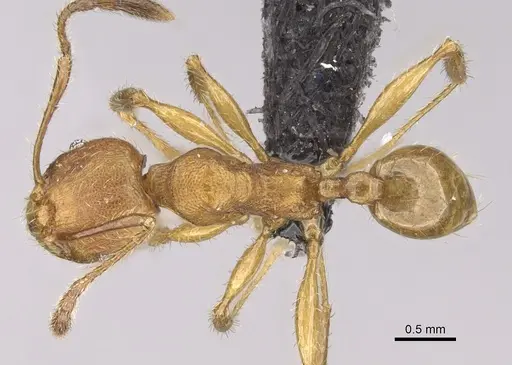 Pheidole jonas - CASENT0147019