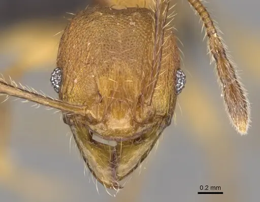 Pheidole jonas - CASENT0147019