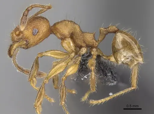 Pheidole jonas - CASENT0147019