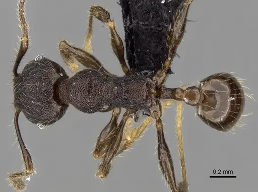 Pheidole jonas - CASENT0280995