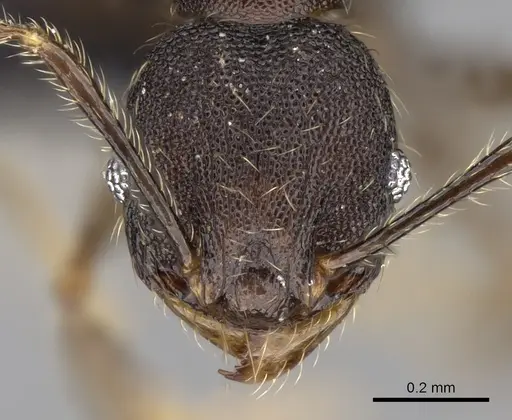 Pheidole jonas - CASENT0280995
