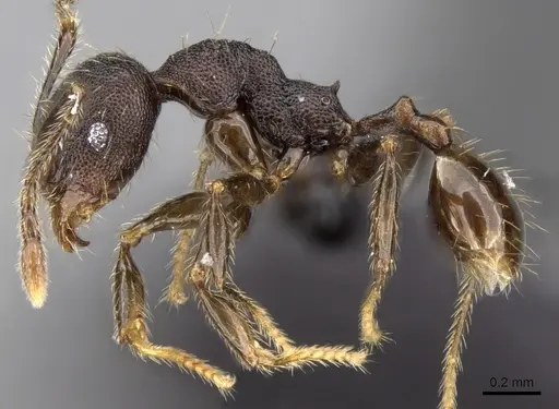 Pheidole jonas - CASENT0280995