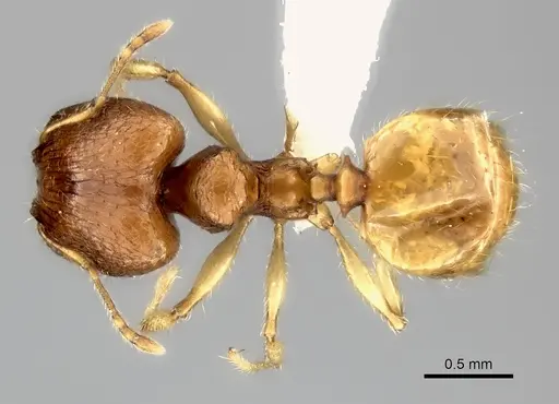 Pheidole jonas - CASENT0406651