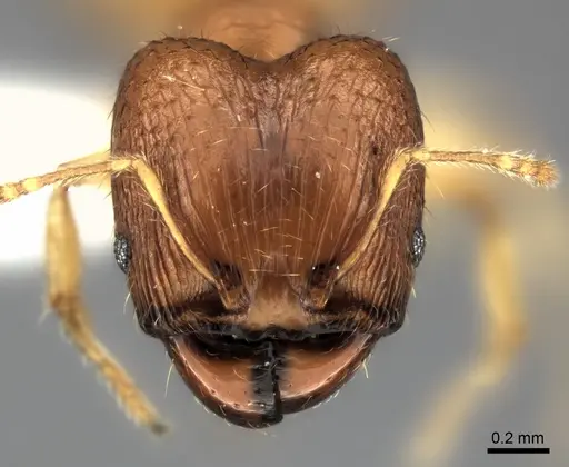 Pheidole jonas - CASENT0406651