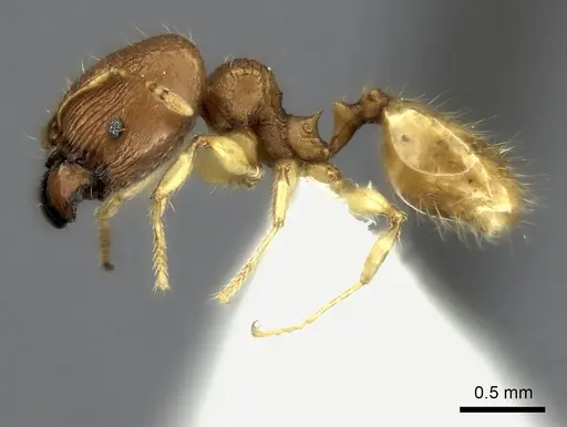 Pheidole jonas - CASENT0406651