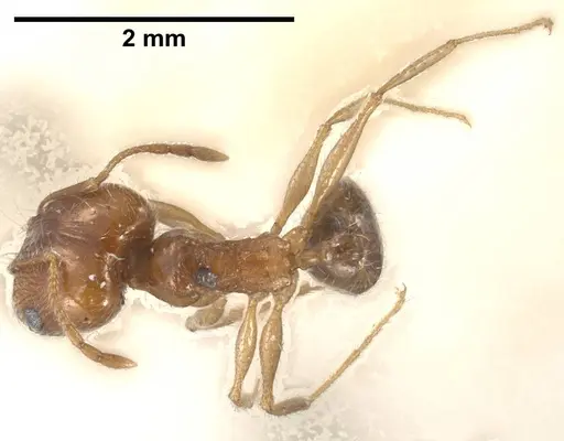 Pheidole jordanica specimen