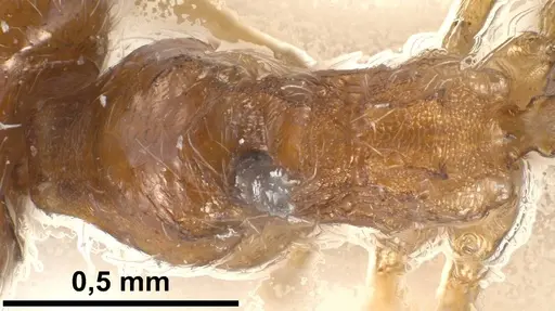 Pheidole jordanica specimen