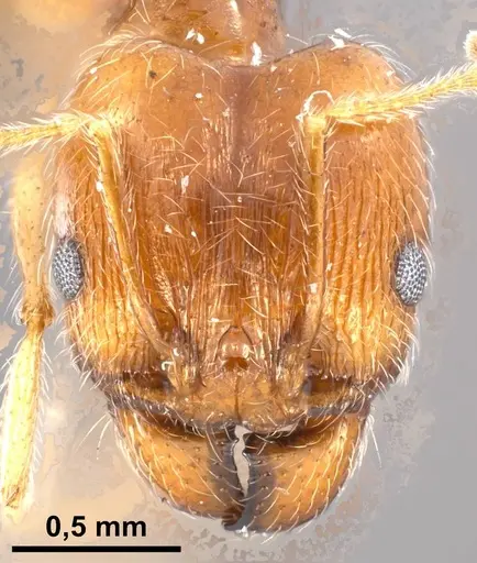Pheidole jordanica specimen