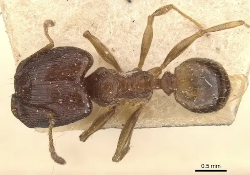 Pheidole jubilans specimen