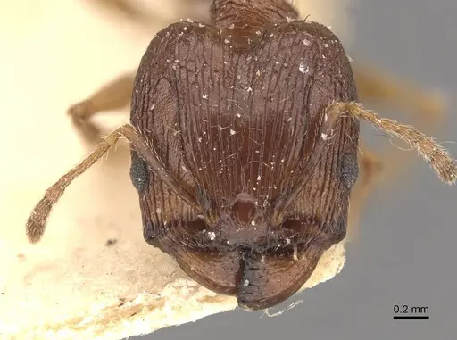 Pheidole jubilans specimen