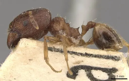 Pheidole jubilans specimen