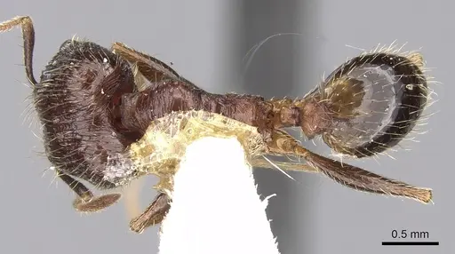 Pheidole jucunda specimen