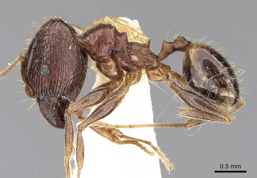 Pheidole jucunda specimen