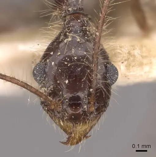 Pheidole jujuyensis specimen