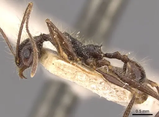 Pheidole jujuyensis specimen