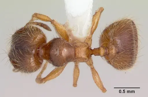 Pheidole juniperae specimen