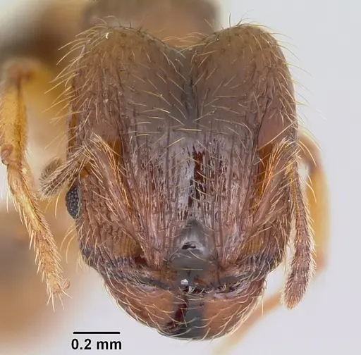 Pheidole juniperae specimen