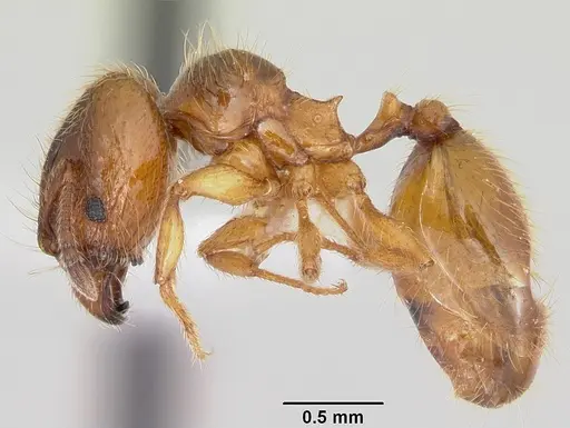 Pheidole juniperae specimen