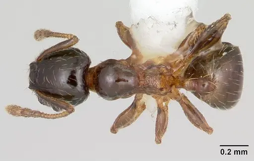 Pheidole juniperae - CASENT0104745