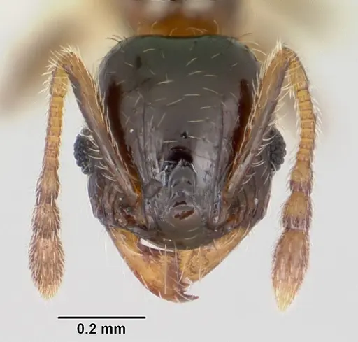 Pheidole juniperae - CASENT0104745