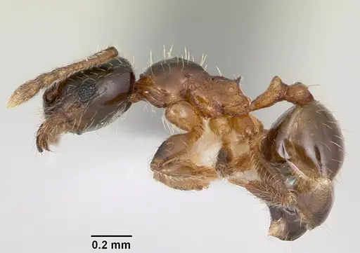 Pheidole juniperae - CASENT0104745