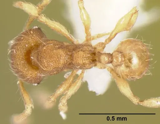 Pheidole karolmorae specimen