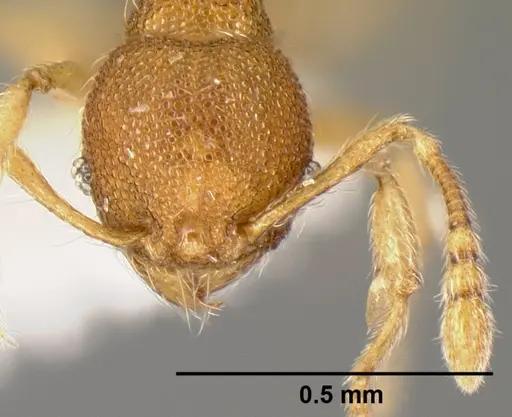 Pheidole karolmorae specimen
