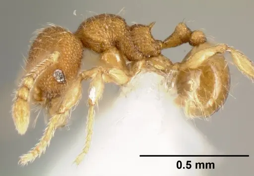 Pheidole karolmorae specimen