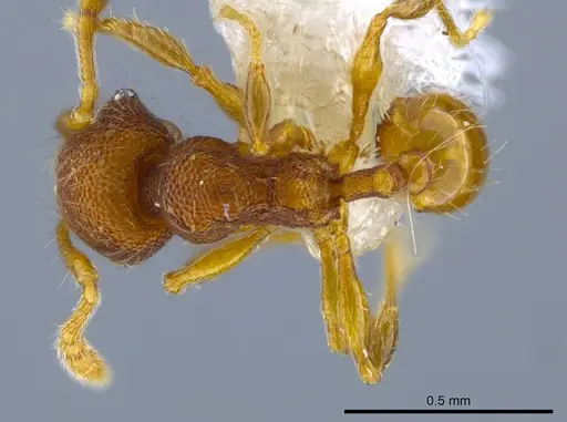 Pheidole karolmorae - CASENT0646316