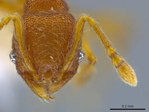 Pheidole karolmorae - CASENT0646316