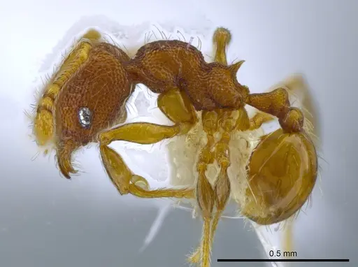 Pheidole karolmorae - CASENT0646316