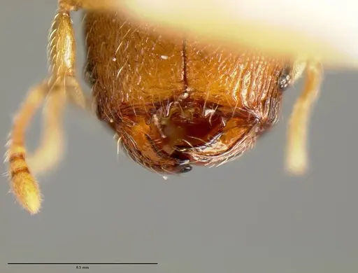 Pheidole karolmorae - INBIOCRI001218186