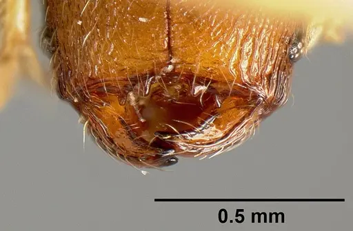 Pheidole karolmorae - INBIOCRI001218186