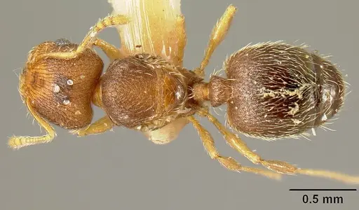 Pheidole karolmorae - INBIOCRI001218191