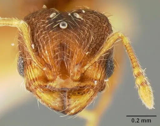 Pheidole karolmorae - INBIOCRI001218191