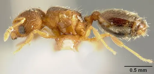 Pheidole karolmorae - INBIOCRI001218191