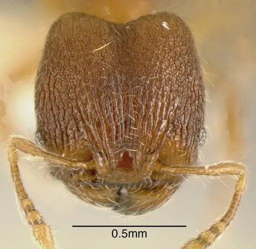 Pheidole karolmorae - INBIOCRI001282107