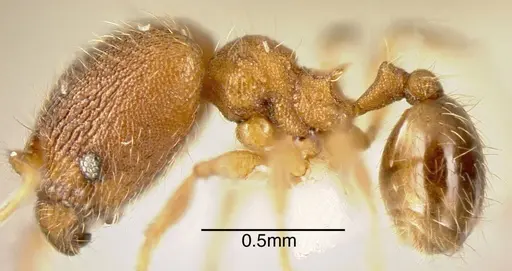 Pheidole karolmorae - INBIOCRI001282107