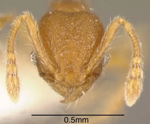 Pheidole karolmorae - INBIOCRI001282156