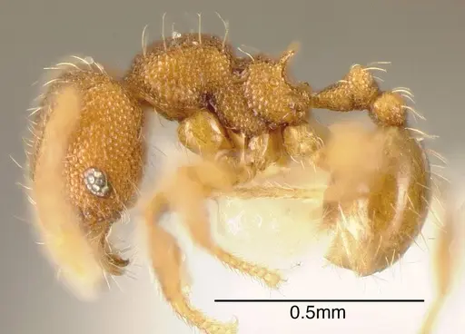 Pheidole karolmorae - INBIOCRI001282156