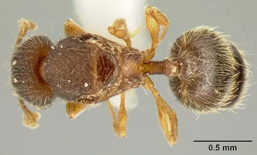 Pheidole karolmorae - INBIOCRI002279840
