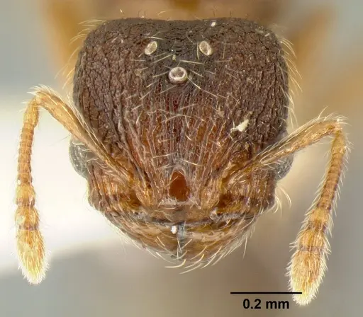 Pheidole karolmorae - INBIOCRI002279840