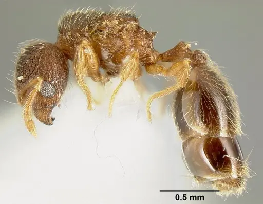 Pheidole karolmorae - INBIOCRI002279840