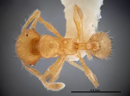 Pheidole karolmorae - INBIOCRI002279841