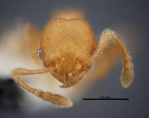 Pheidole karolmorae - INBIOCRI002279841