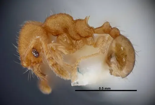 Pheidole karolmorae - INBIOCRI002279841