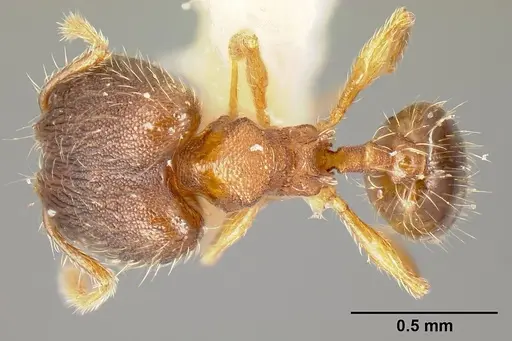Pheidole karolmorae - INBIOCRI002279843